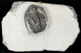 Cornuproetus Trilobite #16126-2